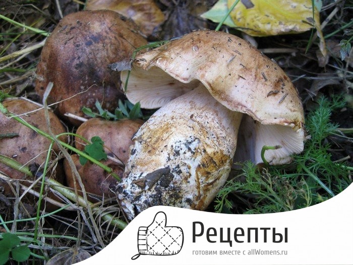 Подскажите пожалуйста как приготовить грибы подтопольники (15 кг)